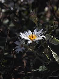 Image result for Hibiscus tridactylites