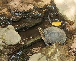 5 ribu perorang, tarif ini belum termasuk biaya parkir sebesar rp. Kura Kura Ambon Merupakan Gembira Loka Zoo Yogyakarta Facebook