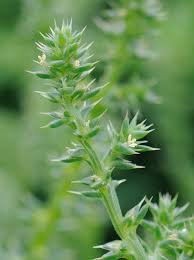 Image result for Salsola kali