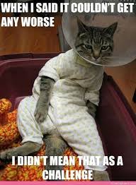 Attack Of The Funny Cats 62 Pics Funny Cat Photos Funny Cats Funny Cat Pictures