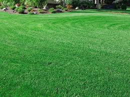 How much does lawn care near me cost? Lawn Care Services Near Me Lawn Doctor