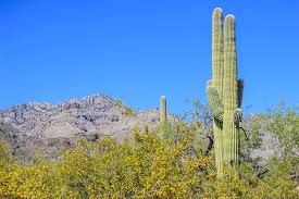 The saguaro of arizona and sonora has been known to grow to 45 feet. 5 Shocking Facts About Arizona S Saguaro Cactus Did You Know These Nuventure Travels