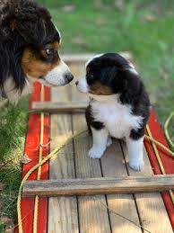 We have registered purebred miniature and toy aussies. Paw Print Pedigrees Breeder Profile