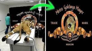 Reiss.1 since 1916 (and when the studio was formed by the merger of samuel goldwyn's studio with marcus loew's metro pictures and louis b. 5 True Stories Behind Hollywood Studio Logos Unbelievable Facts Behind Hollywood Famous Logos Youtube