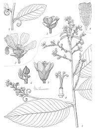 Image result for Hugonia platysepala