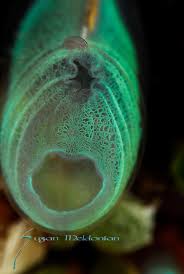 Image result for Tunicate green