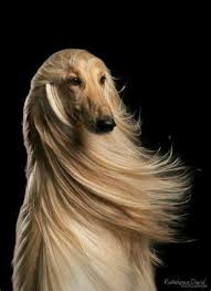 Beautiful Blonde Afghan Hound With Windswept Hair She Could Be Posing For The L Oreal Hair Care Ad I M Worth It Hound Dog Breeds Dog Breeds Hound Dog