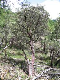 Adaptable and fairly garden tolerant. Manzanita Trees And Shrubs