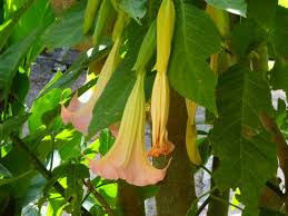 According to news reports from ecuador, the last thing a motorist could each had been doped with burundanga, an extract of the brugmansia plant containing high levels of. Burundanga Picture Of Agriturismo Monte Alto Sicily Tripadvisor