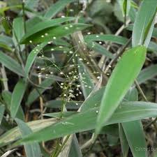 Image result for Isachne buettneri