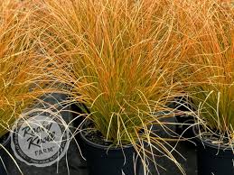 Image result for Carex conferta