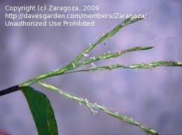 Image result for Arthraxon hispidus