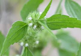 Image result for Leucas capensis