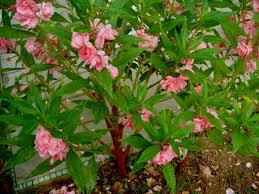 Image result for Balsaminaceae