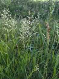 Image result for Agrostis quinqueseta