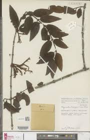 Image result for Phragmanthera polycrypta