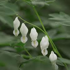 Image result for Dicentra spectabilis alba