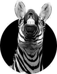 The black zebra porto, portugal. Black White Zebra Helping People Organizations Succeed