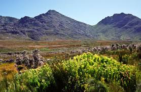 Image result for Psoralea glabra