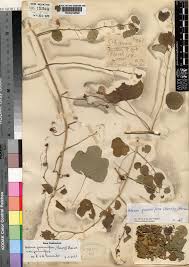 Image result for Adenia gummifera