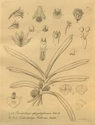 Image result for Ancistrorhynchus ovatus