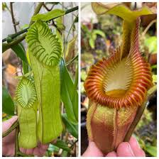 Image result for Polystachya villosa