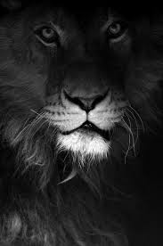 Leilani The Leo Per Previous Pinner I Am So Impressed This Is My Favorite Animal Zodiac Sign And Also My Hawaiian Name Lion Animals Beautiful Lion Love