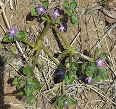 Image result for Raphionacme hirsuta