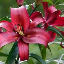 Orienpet Lily Formia Lily Plants Lilium