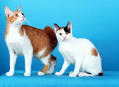 Japanese Bobtail Kittens For Sale In Maryland