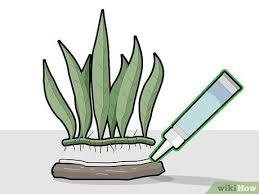 Cara tanam halia di rumah ini sungguh mudah saja. How To Plant A Java Fern 12 Steps With Pictures Wikihow