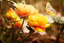 And if you're out of fresh blooms or are too lazy we've included a wide variety of various blooms, including common types of flowers and maybe some species easy to maintain, these fragrant flowers attract butterflies and hummingbirds. Beautiful Butterfly Flowers Amo