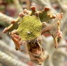 Image result for Dorstenia schliebenii