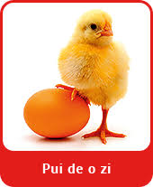 I am loving all these awesome ideas. Pui De Gaina De Vanzare Hrana Pui Pui De O Zi Vital Best Nutrition