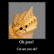 Check spelling or type a new query. I Made This Meme Please Don T Take It Seriously I Just Like Cat Memes