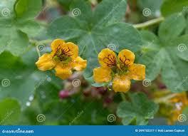 Image result for Tropaeolaceae