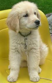 I Don T Think Any Puppy Is As Cute As Golden Retriever Puppies Yavru Kopek Golden Retriever Sevimli Kopek Yavrulari