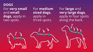 Pyrethroid intoxication is typified by trembling, shaking, agitation, and even seizures but acute onset vomiting and hypersalivation can be seen. Long Lasting Flea Tick Treatment For Dogs Bravecto
