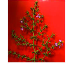 Image result for Zygophyllaceae