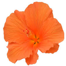 Image result for Hibiscus torrei