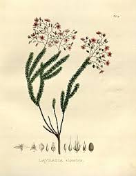 Image result for Sauvagesia