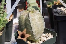 Image result for Multidentia crassa