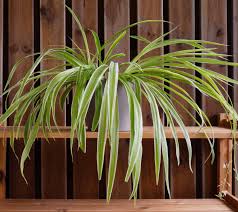 Image result for Chlorophytum comosum