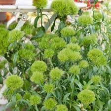 Tesco Direct Dianthus Barbatus Green Trick 3 Pencil Plugs Dianthus Barbatus Plants Green Carnation