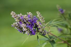 Image result for Vitex strickeri