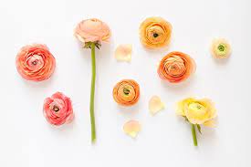 All About Ranunculus Justinecelina