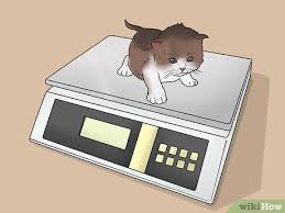 Ini berat badan ideal bayi umur 5 bulan dan tumbuh kembangn yang harus dicermati. 4 Cara Untuk Untuk Mengetahui Berapa Usia Seekor Anak Kucing