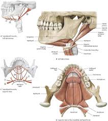 Oral Cavity Pharynx Atlas Of Anatomy