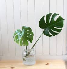 How To Propagate A Monstera Deliciosa Leaf And Paw Monstera Deliciosa Philodendron Plant Plants