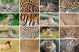 Real Wild Animal Skin Animals Animals Wild Animal Skin